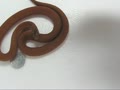 サンガクタマゴヘビ