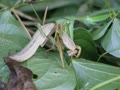 驚いた！カマキリの共食い