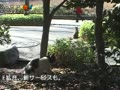 ねこ